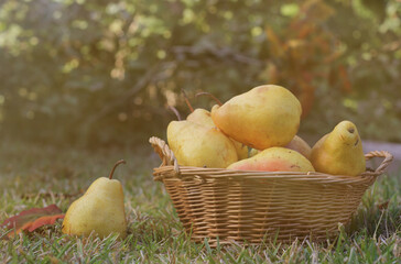 Pears in Wicker Basket Outdoors in Autumn