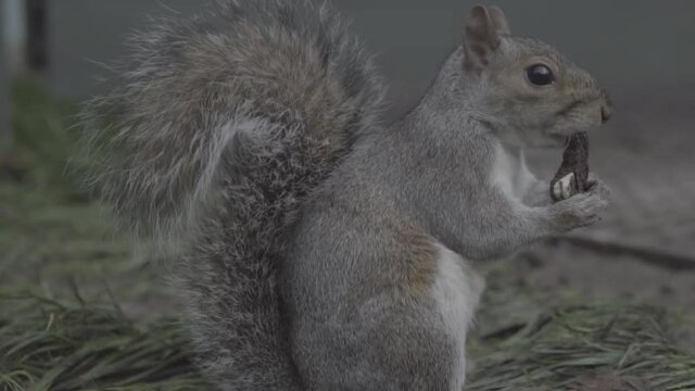 Ardilla 120fps