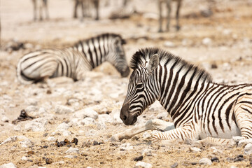 Fototapeta na wymiar Zebra foal is sitting. Etosha Namibia.