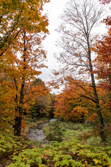 Fall Pilgrim River - Houghton, Michigan - October 2021