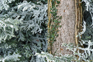 gros plan d'un lierre qui grimpe sur un tronc d'arbre en hiver avec du givre sur les aiguilles d'un sapin qui se trouve &agrave; c&ocirc;t&eacute;
