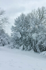 Winter Landscape of South Park in city of Sofia, Bulgaria