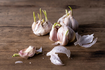A head of garlic with green sprouts on a wooden dark background.