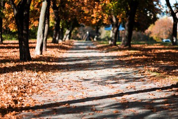 Autumn alley in the park hidden by yellow leaves