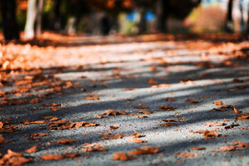 Autumn alley in the park hidden by yellow leaves