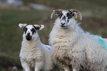 sheep and lamb