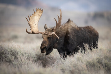 Moose in Grand Teton National Park, Wyoming. 