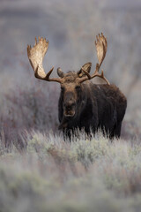 Moose in Grand Teton National Park, Wyoming. 