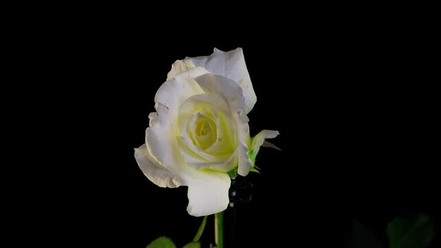 Beautiful opening White rose isolated on black background. Petals of Blooming pink rose flower open, time lapse, close-up. Holiday, love, birthday border. Bud closeup. Macro. 4K UHD timelapse 4K