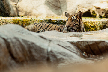A mighty tiger sitting on the ground, Kanchanaburi, Thailand