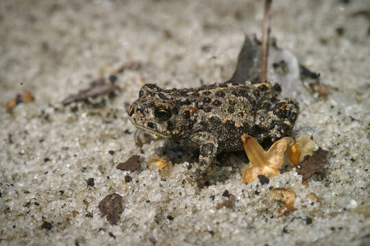 Closeup on a small juvenile Natterjack Toad, Bufo calamita, a rare and protected species