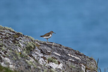 Fototapeta premium A small shore bird perched on some rocks