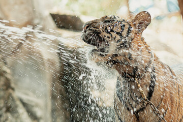 Tiger quenching thirst in Tiger Canyon in Kanchanaburi, Thailand