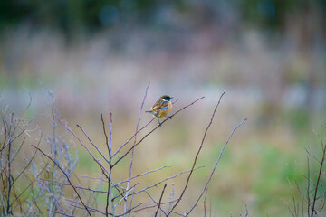 a stonechat (Saxicola rubicola) perched on a tall winter flower stalk in a meadow, Salisbury Plain chalklands, Wiltshire UK