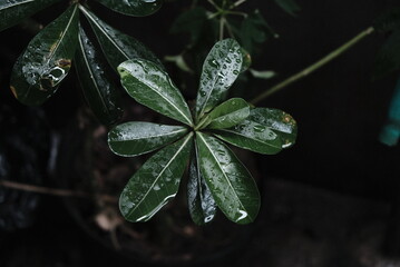 leaf texture makes a nice groove