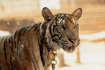 Close-up of a tiger with sad look in Kanchanaburi, Thailand