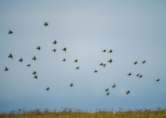 a flock of starlings (Sturnus vulgaris) flying low over Salisbury Plain chalkland meadows, Wiltshire UK
