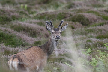 A young deer up in the Scottish highlands