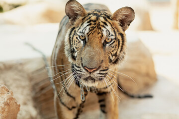 Close-up of a sad looking tiger at Tiger Canyon, Kanchanaburi, Thailand