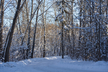 Winter Scenery on a Hiking Trail