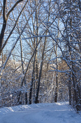 Winter Scenery on a Hiking Trail