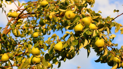 Beautiful ripe green red delicious appetizing sweet varietal fruit pear hangs on brown branch of tree surrounded bright leaves closeup, in garden light day sun summer evening at sunset blue sky