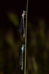Anisoptera, or dragonflies, are one of the two classical infraorders of the Epiprocta suborder.