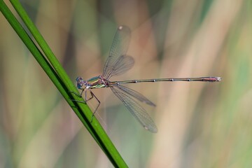Anisoptera, or dragonflies, are one of the two classical infraorders of the Epiprocta suborder.