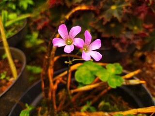 flowers in the garden