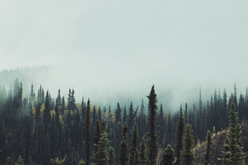 misty trees in alaska for outdoor magazine cover or editorial with good colors