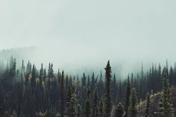 Photo sur Plexiglas Forêt dans le brouillard arbres brumeux en alaska