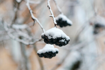Aronia (black rowan) in winter, a branch with berries under a snow hat . Aronia melanocarpa. Rosales Family