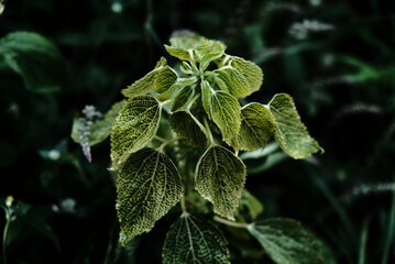 Obraz premium leaf texture makes a nice groove