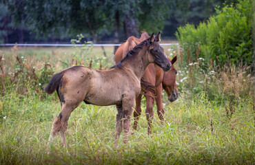 Portrait of a young horse, a colt, foal in a meadow in summer, among the grass. Animals on the ranch, horse breeding