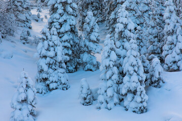 Dreamy winter landscape with snow covered pine trees