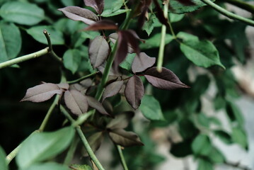 leaf texture makes a nice groove