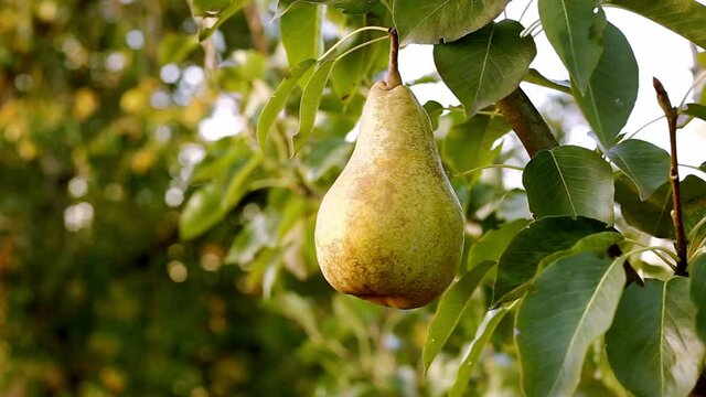 Ripe yellow pear on branch of pear tree in orchard for food outside. Pears harvest in summer garden. Fresh ripe juicy pears hang on tree branch in orchard.