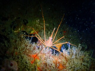 Obraz na płótnie Canvas An arrow crab sits underwater on some coral