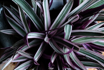 close up of a bunch of flowers