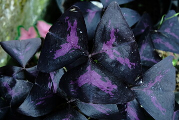 close up of purple flower