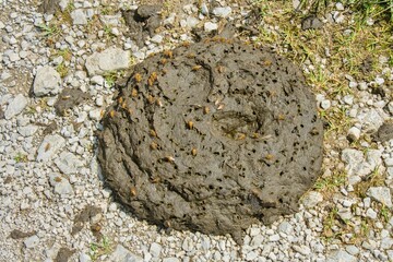 Cow excrement with flies on the surface