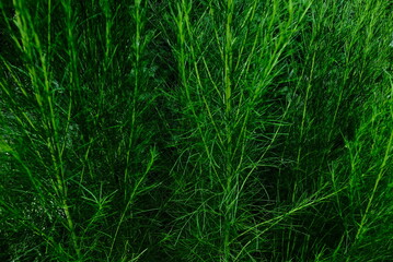 leaf texture makes a nice groove