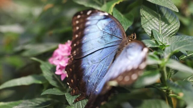 Blue Morpho butterfly flapping wings while on green plant as it climbs up the leaves.