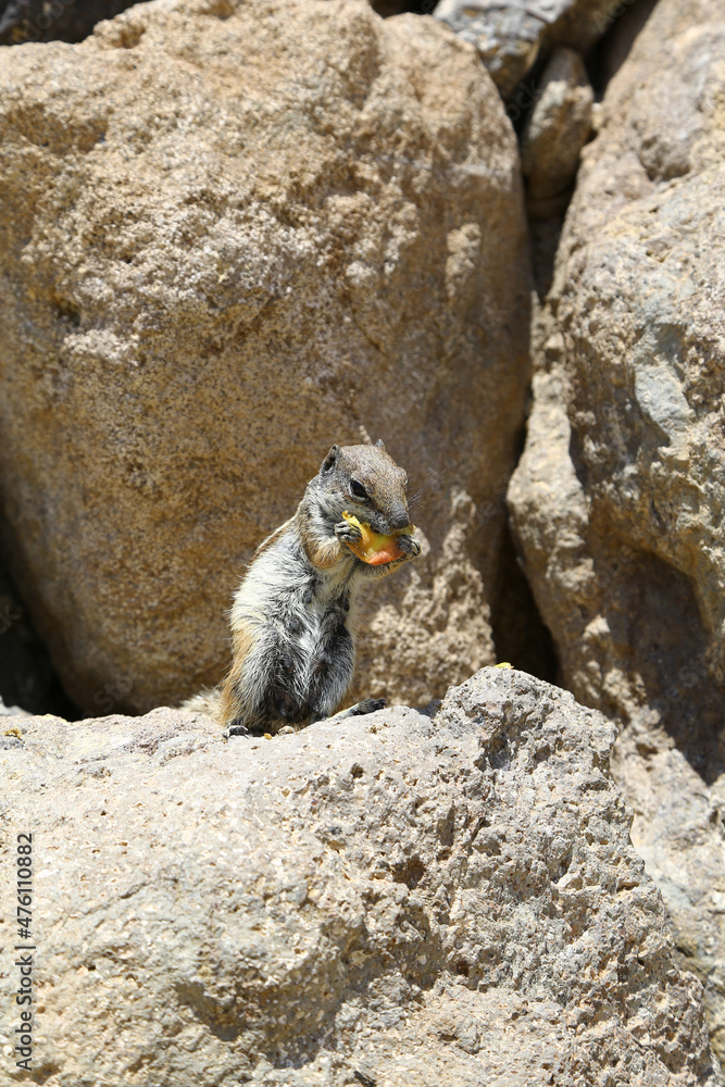 Sticker cute small maghreb squirrel gnawing food leftovers on the coast of the sea