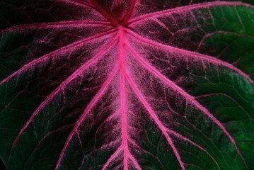 The taro plant is a group of plants from the genus Caladium (taro-tala tribe, Araceae). lines on taro leaves