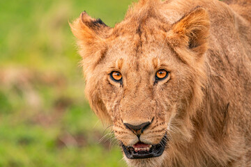 portrait of a lion