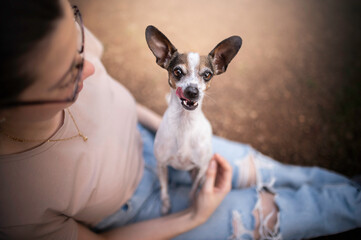 Cute chihuahua portrait in green grass owner's lap 