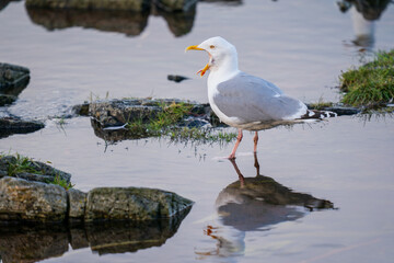 The European herring gull (Larus argentatus)