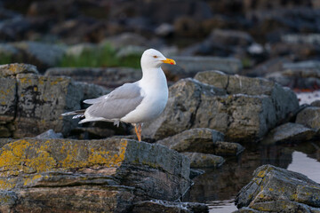 The European herring gull (Larus argentatus)