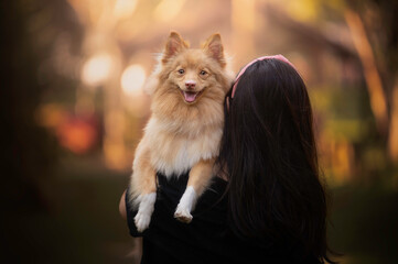 German spitz pomeranian nature sunset bokeh dog with owner